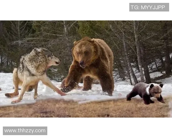 灰熊与棕熊激烈对决视频精彩瞬间回顾与分析